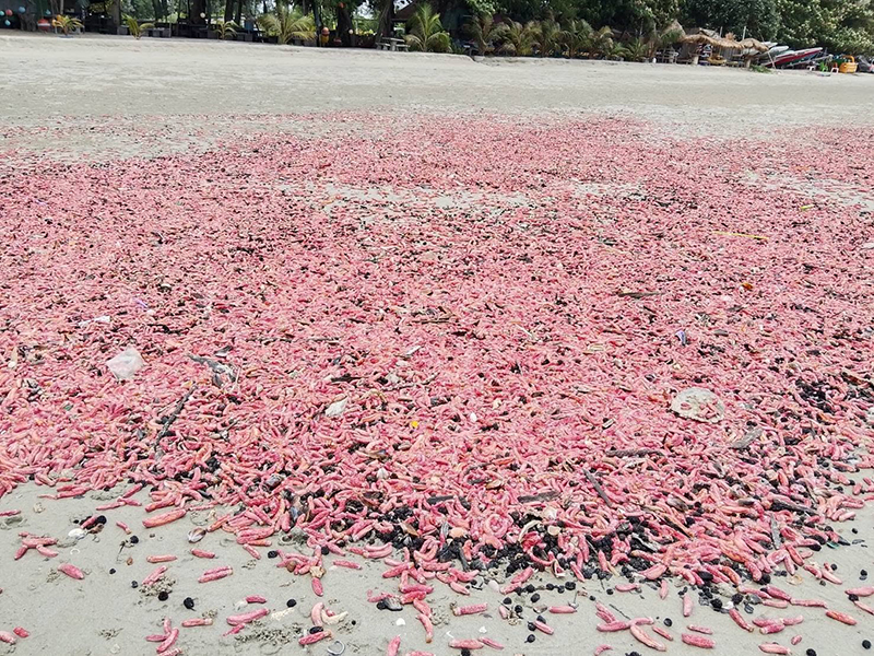 ปลิงสีชมพู เกยหาดระยอง ปลิงสีชมพู เกยหาดระยอง