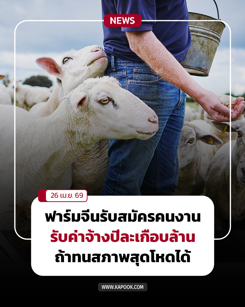 ฟาร์มจีนรับสมัครคนเลี้ยงแกะ ค่าจ้างปีละเกือบล้าน