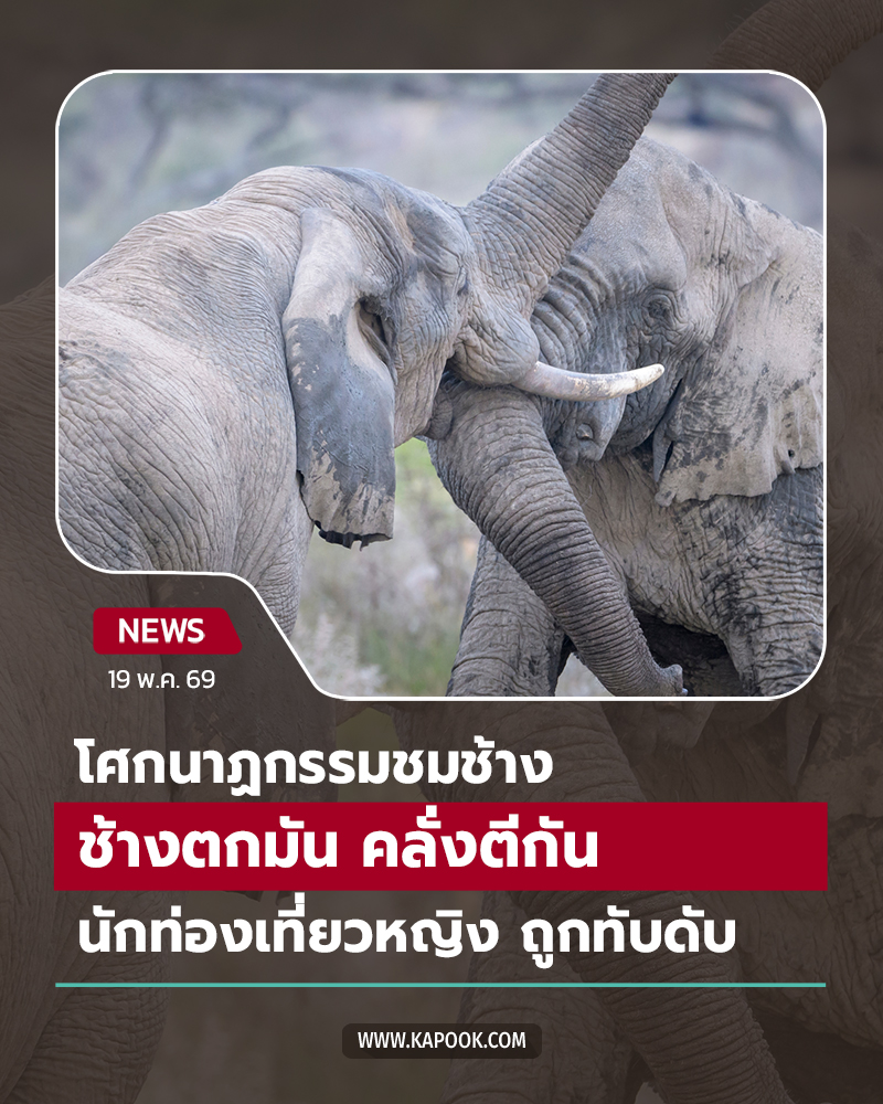 ช้างตีกัน ทำนักท่องเที่ยวเสียชีวิต