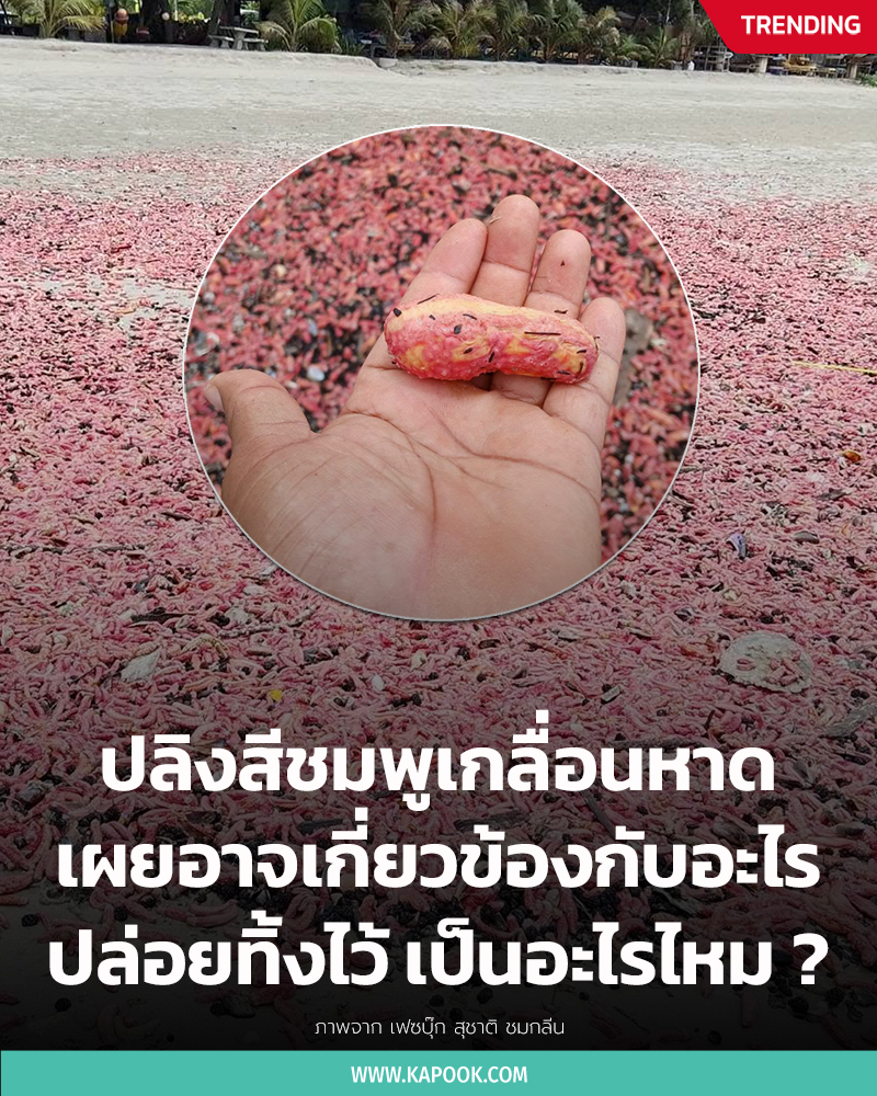 ปลิงสีชมพู เกยหาดระยอง ปลิงสีชมพู เกยหาดระยอง
