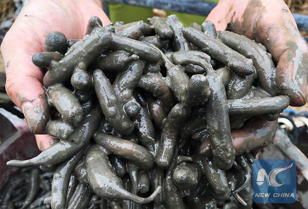 เยลลี่หนอนถั่ว