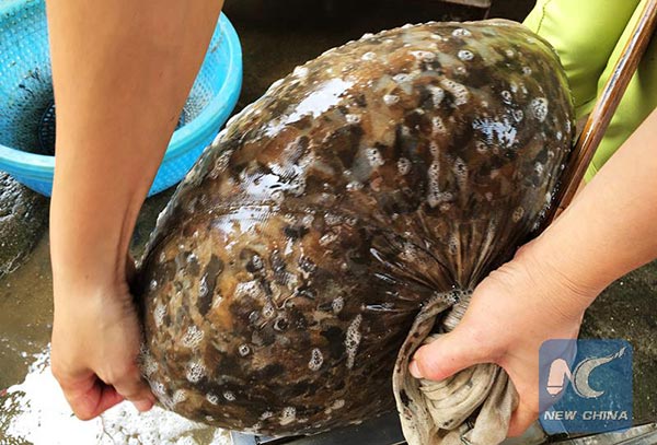 เยลลี่หนอนถั่ว