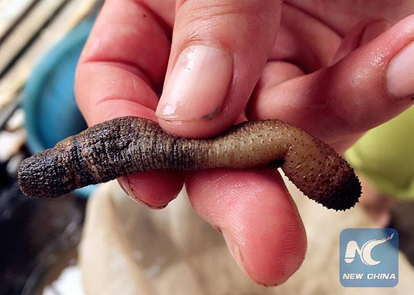 เยลลี่หนอนถั่ว