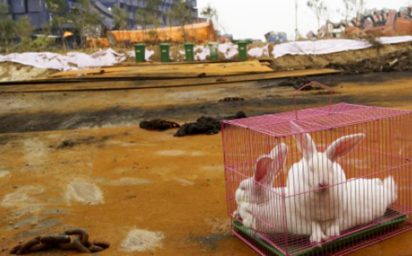 จีนใช้สัตว์ทดสอบมลพิษ หลังเกิดเหตุระเบิดเทียนจิน