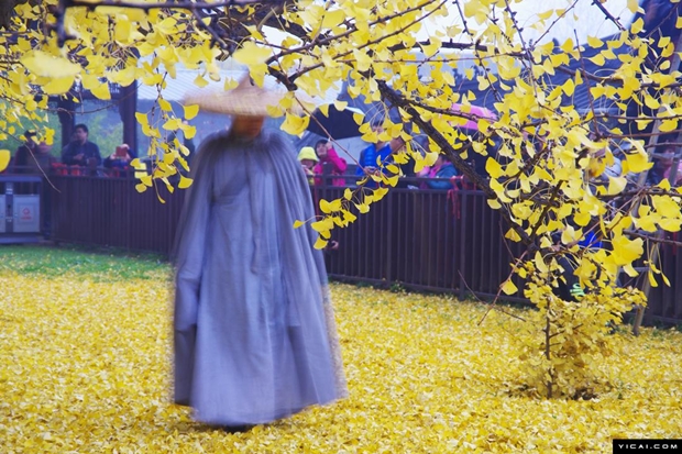 ต้นแปะก๊วยพันปีผลัดใบ ในวัดจีน