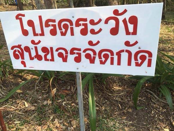 ฝากถึงคนรักหมา วอนอ่านอีกมุมจากผู้ที่ได้รับความเดือดร้อนจากหมาจร 