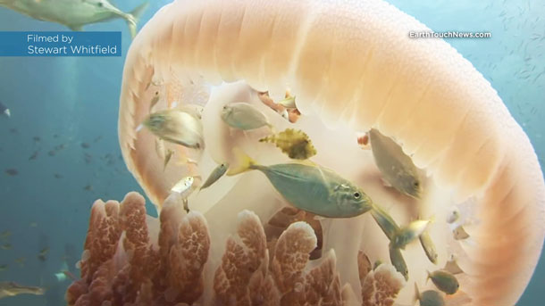 คลิปฝูงปลาซ่อนตัวใต้ร่มแมงกะพรุน