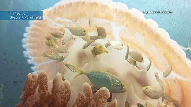 คลิปฝูงปลาซ่อนตัวใต้ร่มแมงกะพรุน