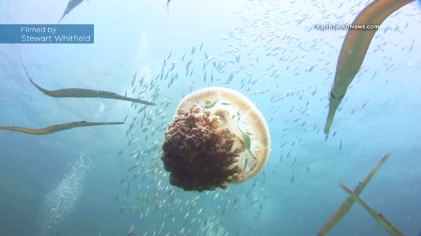 คลิปฝูงปลาซ่อนตัวใต้ร่มแมงกะพรุน