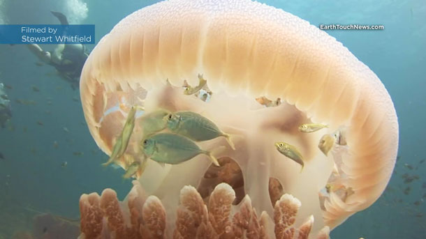 คลิปฝูงปลาซ่อนตัวใต้ร่มแมงกะพรุน