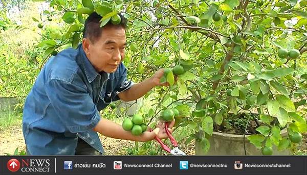เจ้าของสวนแจกพันธุ์มะนาวให้โจร