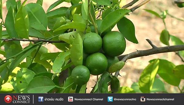 เจ้าของสวนแจกพันธุ์มะนาวให้โจร