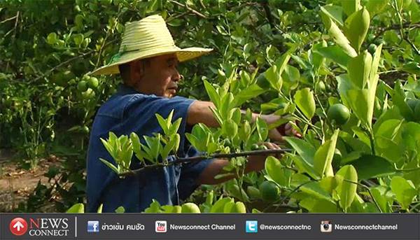 เจ้าของสวนแจกพันธุ์มะนาวให้โจร