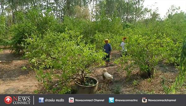 เจ้าของสวนแจกพันธุ์มะนาวให้โจร