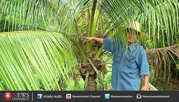 เจ้าของสวนแจกพันธุ์มะนาวให้โจร