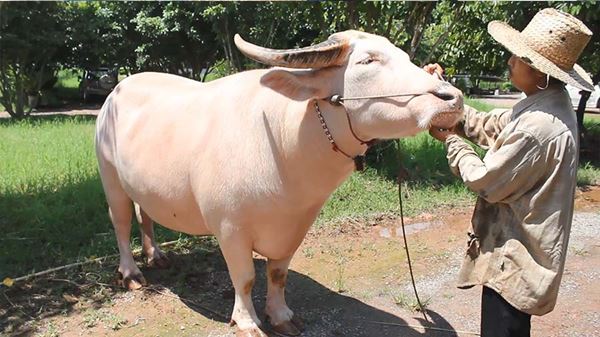 จ้าวมังกรทอง ควายเผือก