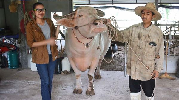 จ้าวมังกรทอง ควายเผือก