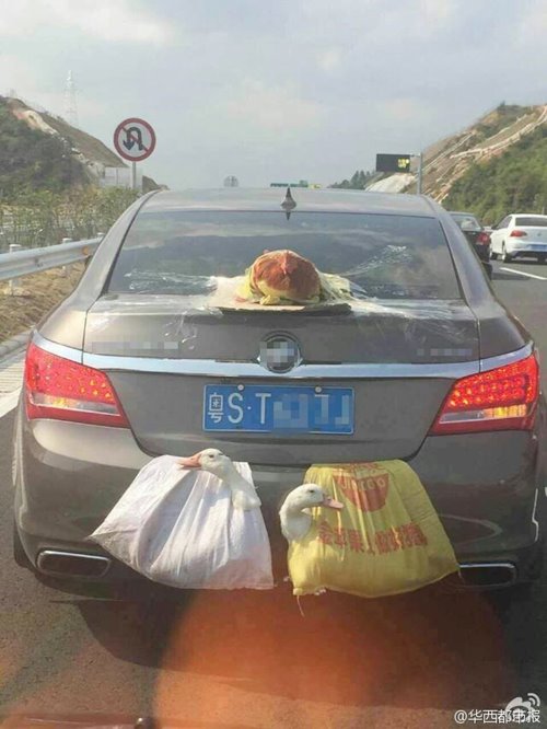 วิธีขนเป็ด-ไก่เป็น ๆ กลับบ้านหลังตรุษจีน ห้อยไว้ท้ายรถอย่างนี้เลย 