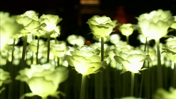 ทุ่งกุหลาบ LED ที่ฮ่องกง