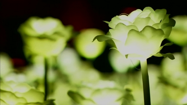 ทุ่งกุหลาบ LED ที่ฮ่องกง