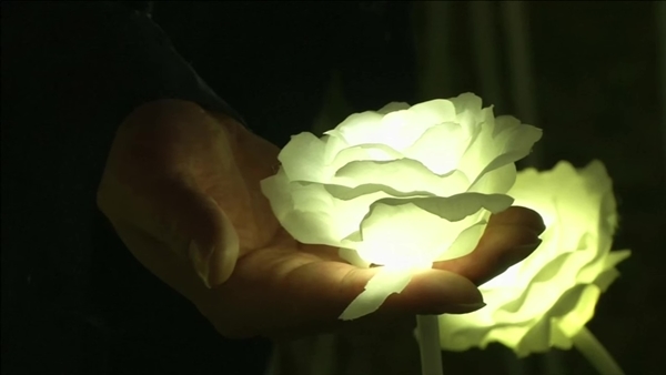 ทุ่งกุหลาบ LED ที่ฮ่องกง