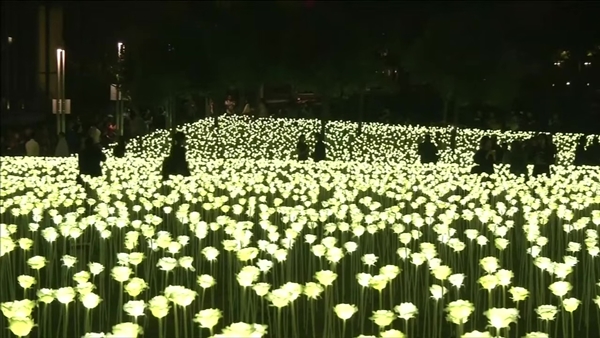 ทุ่งกุหลาบ LED ที่ฮ่องกง