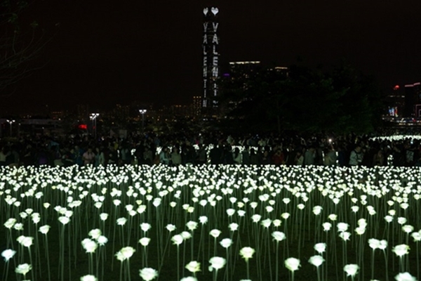 ทุ่งกุหลาบ LED ที่ฮ่องกง