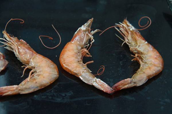 ปิ้งย่างบนกระโปรงรถ