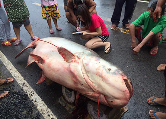 ปลาบึกยักษ์