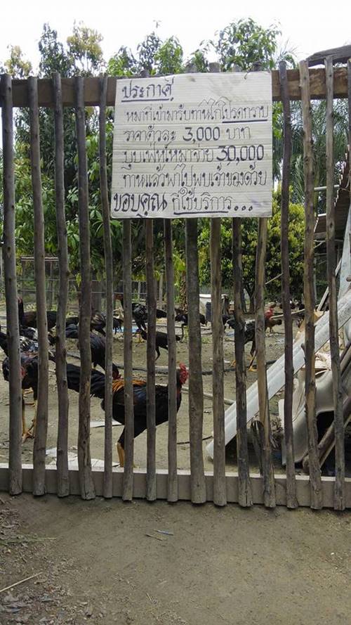 บุฟเฟ่ต์ไก่ชน