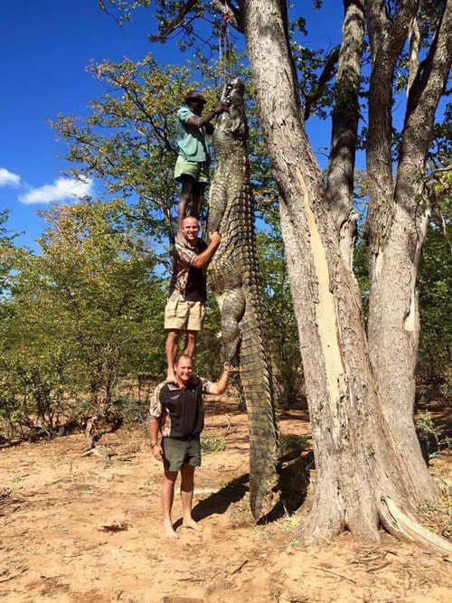 จระเข้ยักษ์