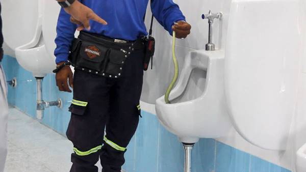 นักเรียนโคราชสะดุ้ง เจองูเขียวขดตัวในโถปัสสาวะโรงเรียน