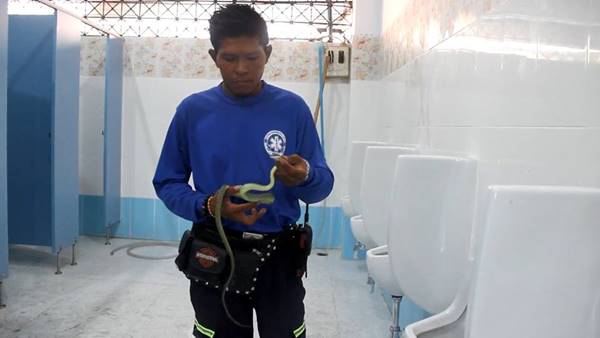 นักเรียนโคราชสะดุ้ง เจองูเขียวขดตัวในโถปัสสาวะโรงเรียน