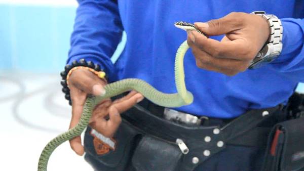 นักเรียนโคราชสะดุ้ง เจองูเขียวขดตัวในโถปัสสาวะโรงเรียน