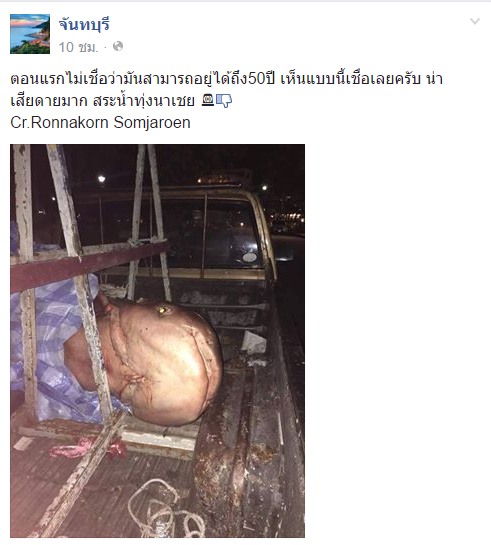 ปลาน็อคน้ำ ที่สระน้ำทุ่งนาเชย จันทบุรี