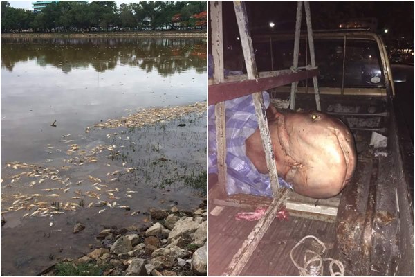 ปลาน็อคน้ำ ที่สระน้ำทุ่งนาเชย จันทบุรี