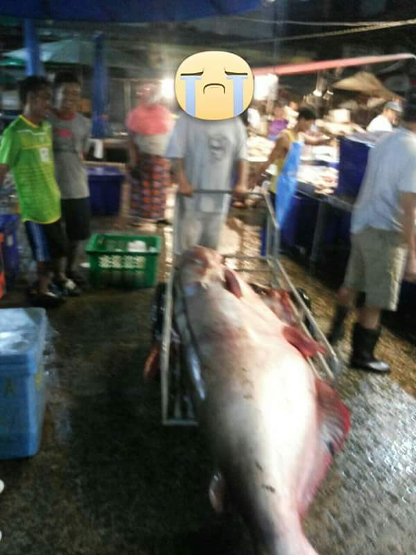 ปลาน็อคน้ำ ที่สระน้ำทุ่งนาเชย จันทบุรี