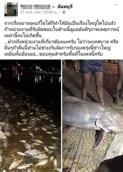 ปลาน็อคน้ำ ที่สระน้ำทุ่งนาเชย จันทบุรี