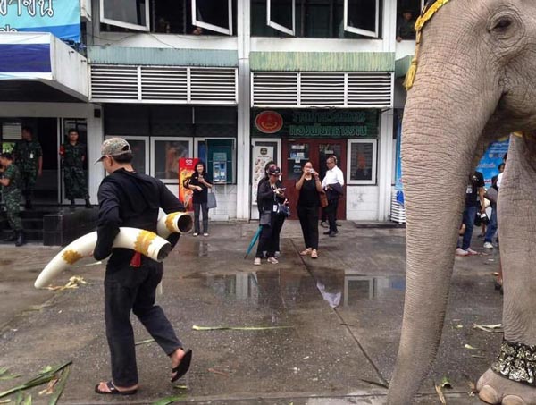 แจงภาพงาช้างปลอมในขบวนช้างมงคล 11 เชือก ยันเป็นเพียงปลอกสวม