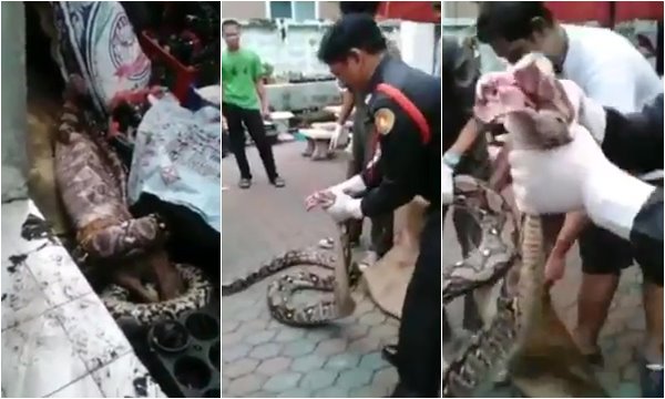 งูเหลือมกินสุนัข