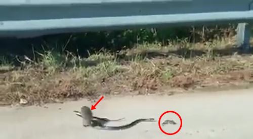 หนูกระโดดเข้าสู้งู ช่วยลูกน้อยที่ถูกคาบไป