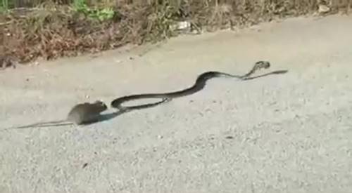 หนูกระโดดเข้าสู้งู ช่วยลูกน้อยที่ถูกคาบไป