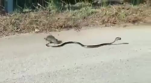 หนูกระโดดเข้าสู้งู ช่วยลูกน้อยที่ถูกคาบไป