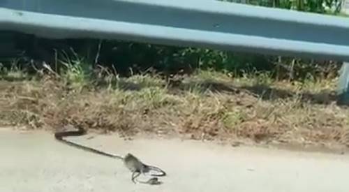 หนูกระโดดเข้าสู้งู ช่วยลูกน้อยที่ถูกคาบไป