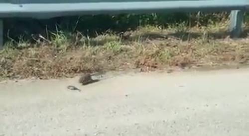 หนูกระโดดเข้าสู้งู ช่วยลูกน้อยที่ถูกคาบไป