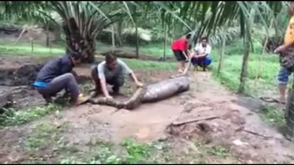 งูเหลือมยักษ์