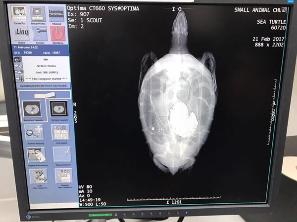 เต่าทะเลกลืนเหรียญลงท้อง