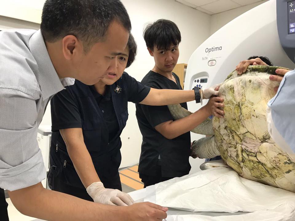 เต่าทะเลกลืนเหรียญลงท้อง