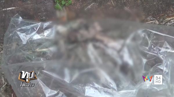 ตัวเงินตัวทองกินศพทารก