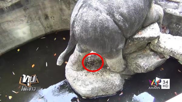 ตัวเงินตัวทองกินศพทารก